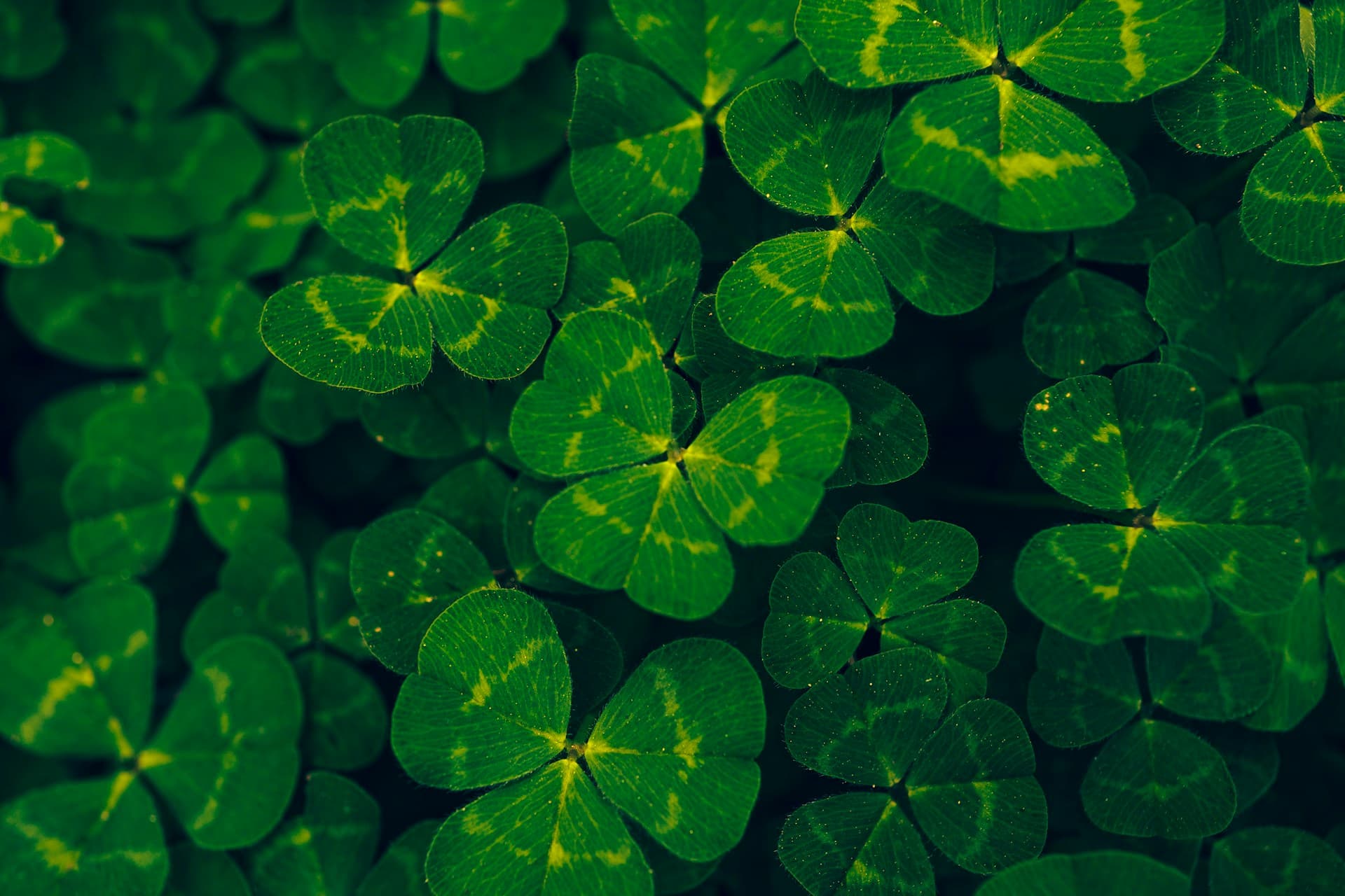 A blanket of green three leaf clovers on the ground.